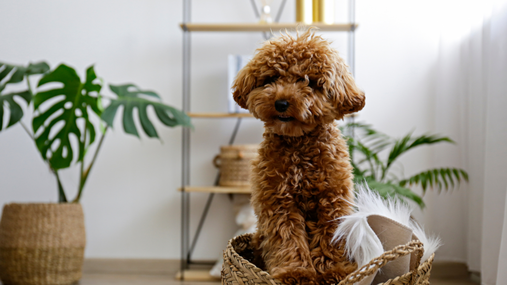 A poodle in a house location for a pet photoshoot.